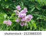 Small photo of Beautiful Queen Crape Myrtle flowers in the park.