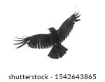 Isolated Carrion Crow In Flight ...