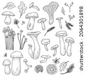 Digitally Hand Drawn Mushrooms...