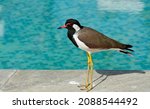 Small photo of Red Wattled Lapwing is an Asian lapwing or large plover, a wader in the family Charadriidae. Like other lapwings they are ground birds that are incapable of perching