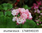 Scarlet Geranium(Pelargonium inquinans) in the flower garden. malva. pink flowers. Selective focus.