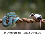 Blue Viper Snake as top predator ready to strike his prey  mouse