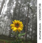 Small photo of Cech Libor. Sunflower from a dream. | DigitaI photo.Sun Sunflower Inc, 10.9.2019. Web. 11.9.2019