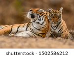 A Royal Bengal Tiger mother & cub. Ranthambhore National Park. India