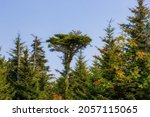 Small photo of Evergreen tree tops and mountain ash under blue skies at Grayson Highlands State Park in Virgina's Highlands near Mount Rogers and White top Mountains.