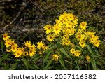 Small photo of Wild yellow daisies at Grayson Highlands State Park in Virgina's Highlands near Mount Rogers and Whitetop Mountains.