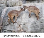 Mountain Goats Climbing A...