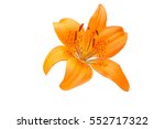 Isolated Orange Lilly Flower On ...