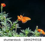 Gulf Fritillary Butterfly On...