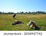 Horses at Lake Neusiedl National Park in Burgenland, Austria