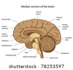 Brain Diagram vector clipart image - Free stock photo - Public Domain ...