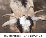 Four Horn Goat   Capra Aegagrus ...