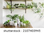 Indoor Plants  Cactus And...