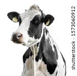 Cow on a white background...