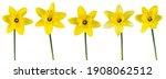 daffodils isolated on white.... | Shutterstock . vector #1908062512