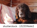 Small photo of A clownish Irish water spaniel with a yellow leaf on her nose