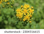 Small photo of Butterweed closeup at Bunker Hill Woods in Niles, Illinois