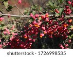 Small photo of Euonymus europaeus, Spindle-Tree. Wild plant photographed in the fall.