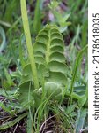 Small photo of Botrychium lunaria, Moonwort, Ophioglossaceae. Wild plant shot in summer.