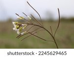 Small photo of Arabidopsis thaliana, Thale cress, Brassicaceae. Wild plant shot in spring.