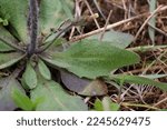 Small photo of Arabidopsis thaliana, Thale cress, Brassicaceae. Wild plant shot in spring.