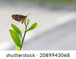 SINGAPORE: 4 DEC 2021: Acraea violae (Tawny Coster) butterfly, in Jewel Changi Airport lays eggs on the leaf of a particular plant. Different species lay eggs on specific plants, not on any plant.
