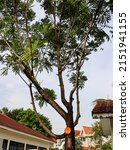 Small photo of The Filicium decipiens, called the ferntree, fern tree or fern leaf tree in Lentor Street has been pruned and its lower branches cut away by the National Parks Board on 1 May 2022.