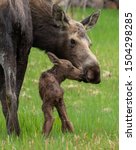 Small photo of Mother moose with calf. The baby moose was born less than an hour before.