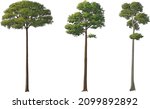 Tall And Big Trees  Vector...