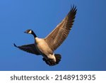 Canadian goose flying with spread wings