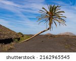 Palmera inclinada (slanted palm) on Lanzarote, a canary island