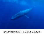 Blue Whale Underwater 