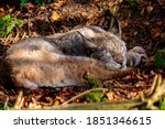 Eurosian Lynx is a medium-sized wild cat. Relaxed Cat with perfect camouflage sleeping in a clearance of a wilderness park near Warstein Sauerland Germany at autumn season with sunlight.