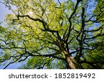 Small photo of Oak tree (quercus) with many branches and complex ramification on a blue sky springtime day with fresh green foliage seen from frog perspective. The majestic tree is a natural monument.