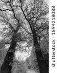 Small photo of Two tall oak trees with beautiful ramification on a winter day in a forest in Iserlohn Sauerland Germany with snow covered scenery and branches. Contrasted frog perspective black and white
