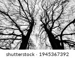 Small photo of Two big copper beech tree tops (Fagus sylvatica f. purpurea) on a cloudy winters day in Iserlohn Sauerland Germany with detailed ramification, branch and twig silhouettes contrasting black and white .
