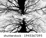 Small photo of Two big copper beech tree tops (Fagus sylvatica f. purpurea) on a cloudy winters day in Iserlohn Sauerland Germany with detailed ramification, branch and twig silhouettes contrasting black and white .