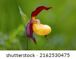  Lady Slipper  Wild Orchid ...