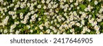 Small photo of Flower meadow panorama (wide angle) with dozens of blooming lawn daisies on a spring day in Iserlohn Sauerland Germany. Common daisy (Bellis perennis) flowers with white petals and yellow stamens.