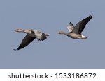 Two Greylag Goose In Flight