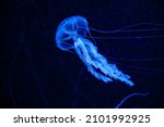 Beautiful jellyfish in dark water. Cute blue jellyfish on black background