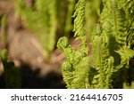 Twisted Green Fern Leaves Under ...