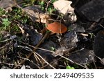 A Bright Brown Mushroom Cap...