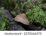 A Brown Mushroom Cap Peeking...