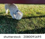 Small photo of DUBUQUE, IOWA, November 24, 2021–Closeup photo of adorable white teddy bear puppy sniffing the ground under a park bench in Dubuque County Humane Society Dog Park on sunny Fall day.