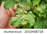 Small photo of Common Plant Diseases. Peach leaf curl on currant leaves. Puckered or blistered leaves distorted by pale yellow aphids. Man holding reddish or yellowish green foliage eaten by currant blister aphids