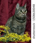 Small photo of striped cat and branch of mimosa on bardic background