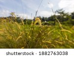 Close Up Of Wild Wheat In A...