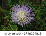 Small photo of Double blue claw-like china aster (Callistephus chinensis) in the garden. A close up of light violet aster with fine petals, natural green background