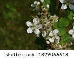 The White Flowers Of Blackberry ...